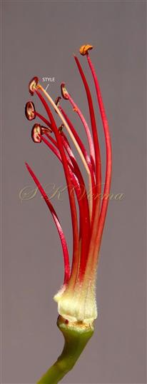  Pistil and Stamens